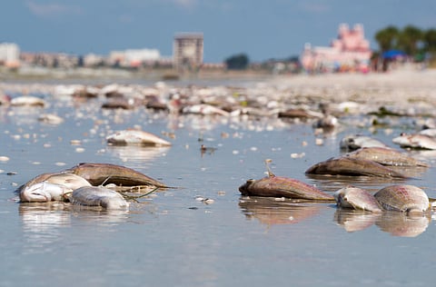 Pet Tides Analysis: Infrastructure Tools for Market Research