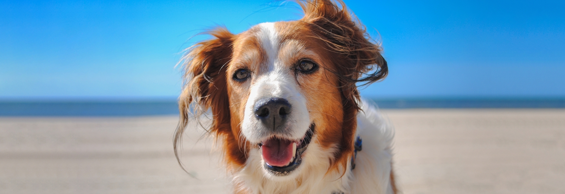 The Pet Tides