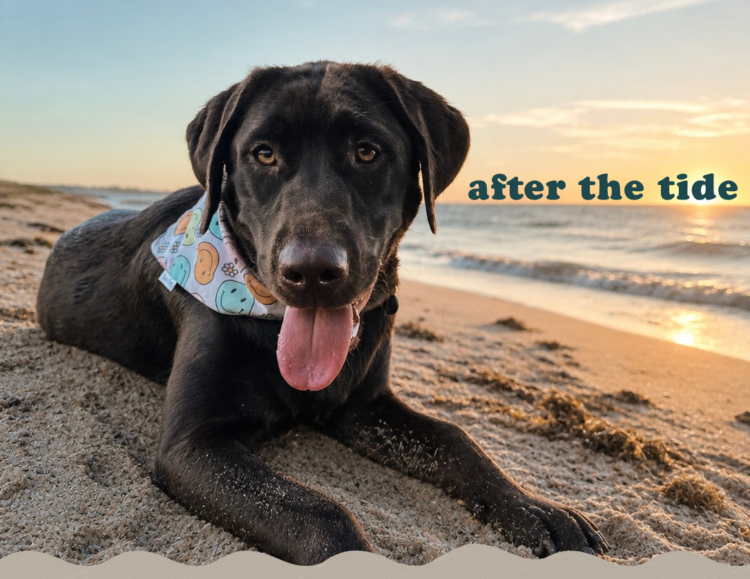 Pet Tides Guide 2026: Infrastructure Tools for Navigating the Post-HAL Crypto Market